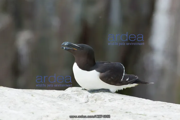 : Razorbill - calling : Razorbill - calling