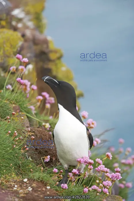 : Razorbill - on cliff : Razorbill - on cliff