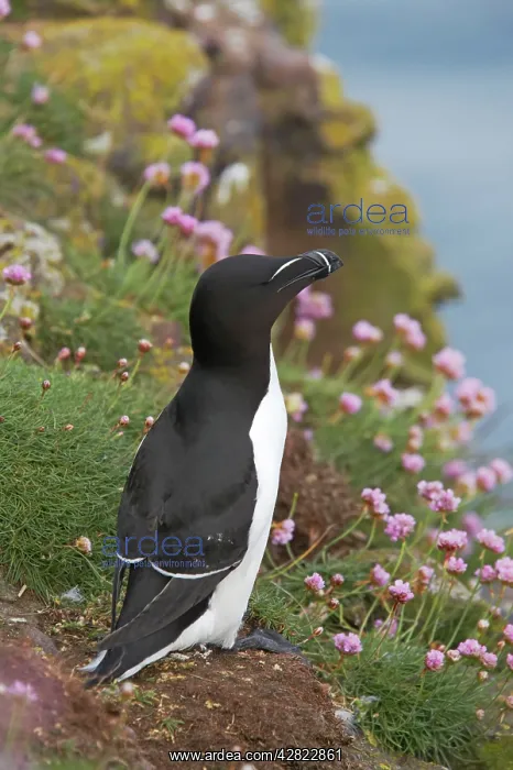 : Razorbill - on cliff : Razorbill - on cliff