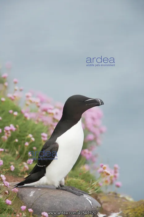 : Razorbill - on cliff edge : Razorbill - on cliff edge