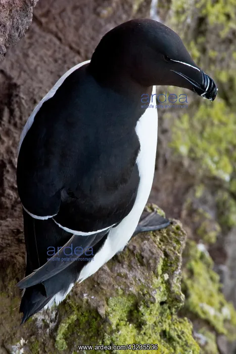 : A razorbill on the cliffs of Latrabjerg : A razorbill on the cliffs of Latrabjerg