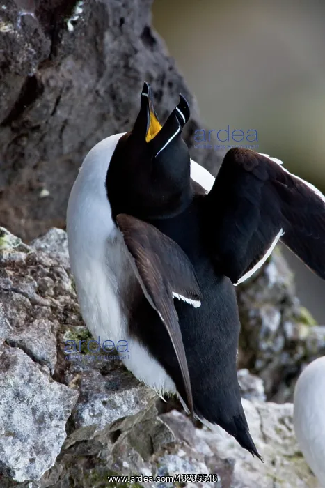 : A razorbill on the cliffs of Latrabjerg : A razorbill on the cliffs of Latrabjerg