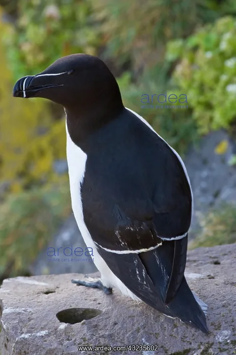 : A razorbill on the cliffs of Latrabjerg : A razorbill on the cliffs of Latrabjerg