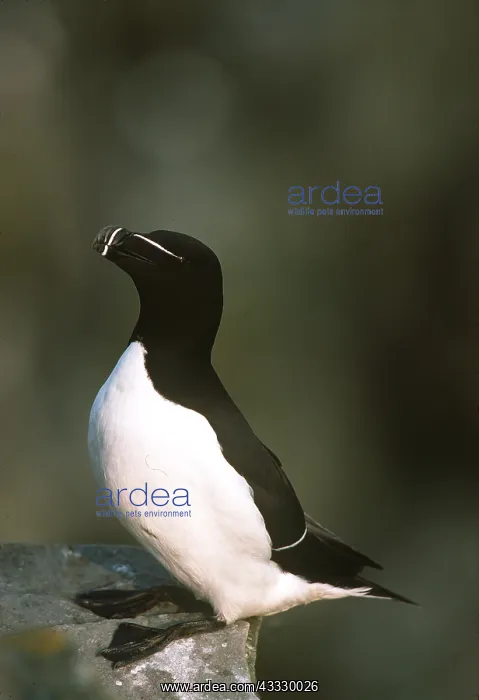 : RAZORBILL - close-up : RAZORBILL - close-up