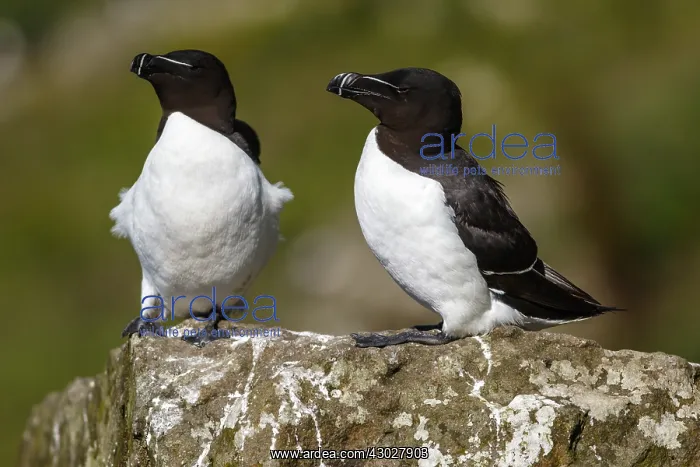 : Razorbill - couple on cliff - Scotland, United Kingdom : Razorbill - couple on cliff - Scotland, United Kingdom