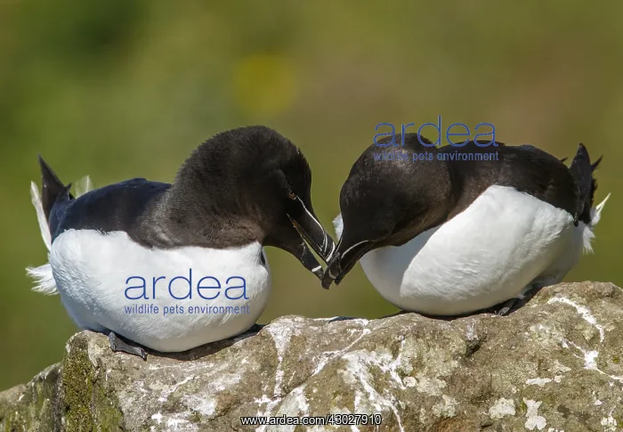  : Razorbill - couple on cliff - Scotland, United Kingdom