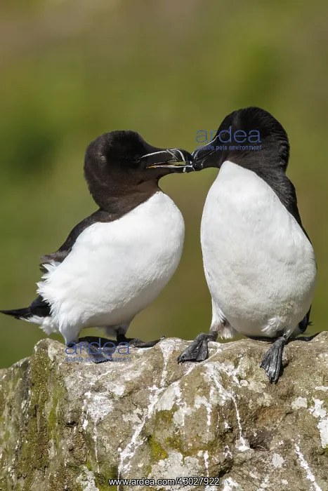  : Razorbill - couple on cliff - Scotland, United Kingdom