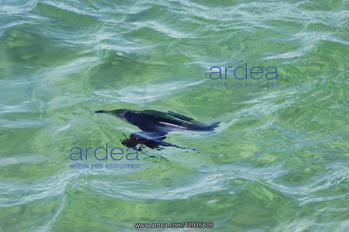 : Razorbill - fishing underwater at sea in winter : Razorbill - fishing underwater at sea in winter