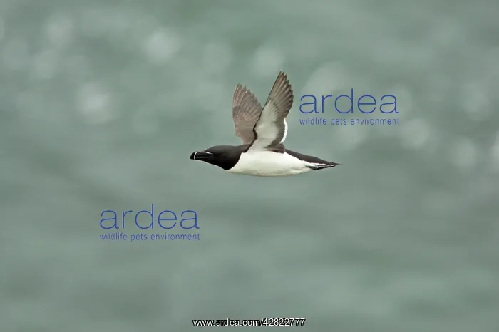: Razorbill - in flight : Razorbill - in flight