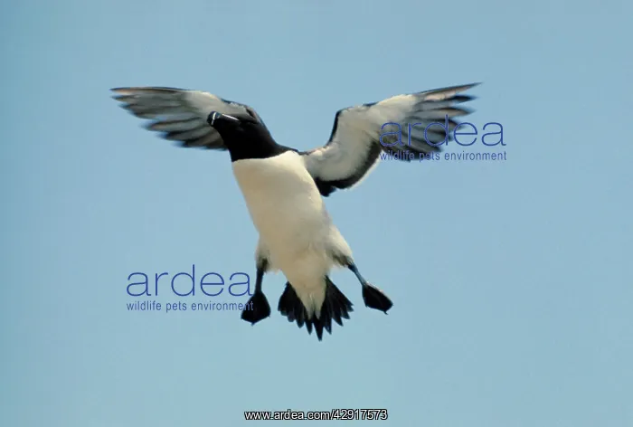 : RAZORBILL - IN FLIGHT : RAZORBILL - IN FLIGHT