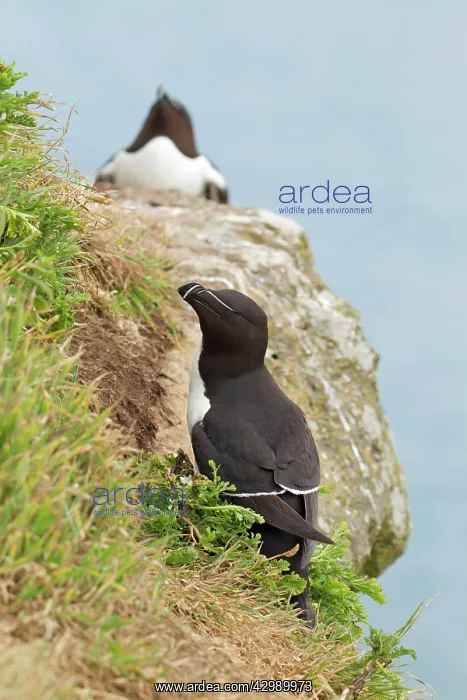 : Razorbill - in habitat on cliffs edge - June : Razorbill - in habitat on cliffs edge - June