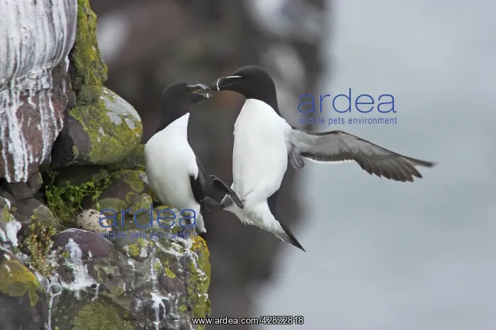 : Razorbill - landing on cliff : Razorbill - landing on cliff
