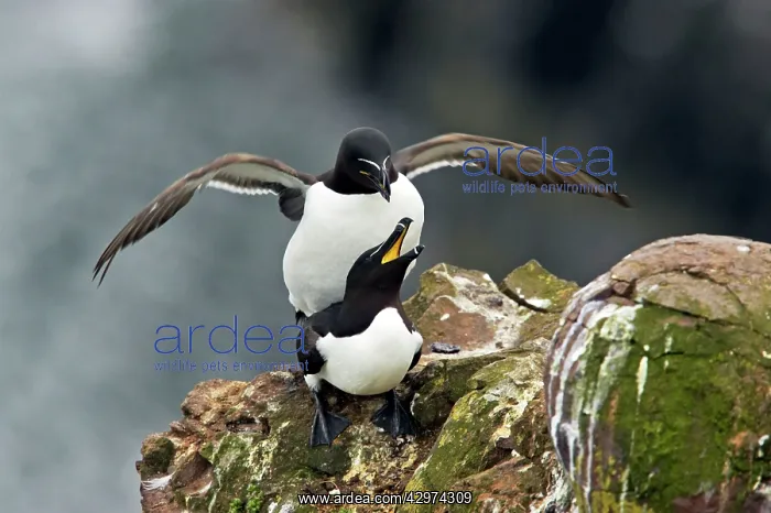 : Razorbill - Mating : Razorbill - Mating
