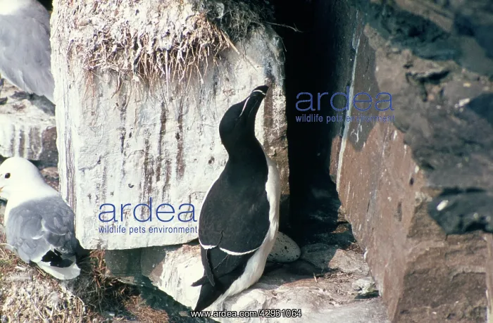 : Razorbill - at nest site and egg : Razorbill - at nest site and egg