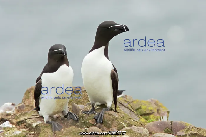 : Razorbill - pair : Razorbill - pair
