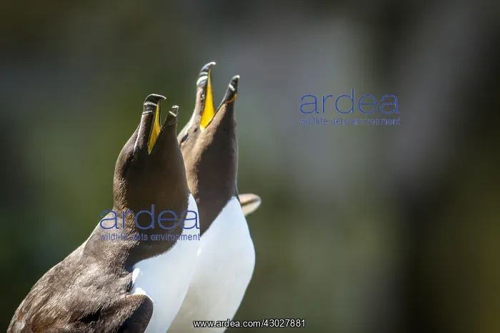 : Razorbill - pair on cliff - Scotland, United Kingdom : Razorbill - pair on cliff - Scotland, United Kingdom