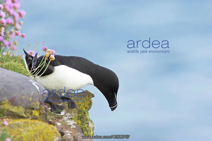 : Razorbill - preparing to leave cliff edge : Razorbill - preparing to leave cliff edge