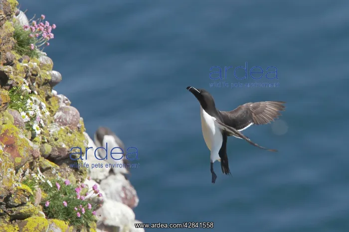 : Razorbill - returning to breeding cliff : Razorbill - returning to breeding cliff
