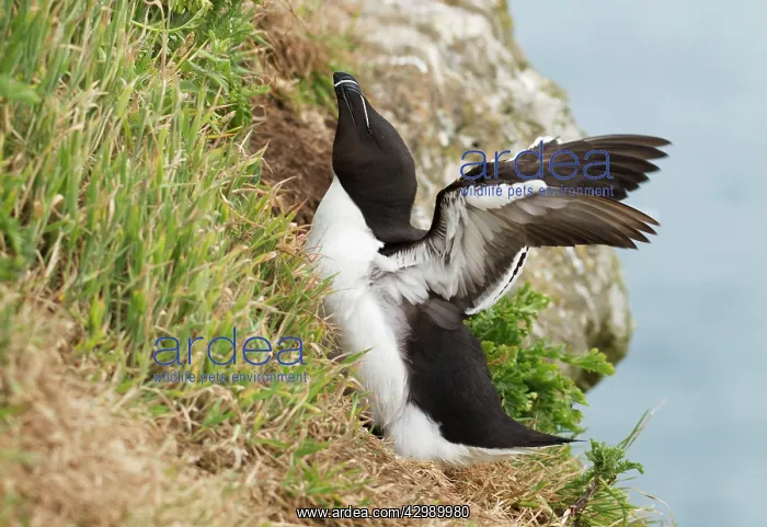 : Razorbill - returning to cliffs and stretching wings - June : Razorbill - returning to cliffs and stretching wings - June