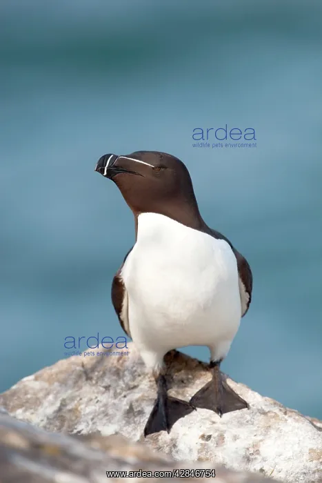 : Razorbill - on a rock : Razorbill - on a rock