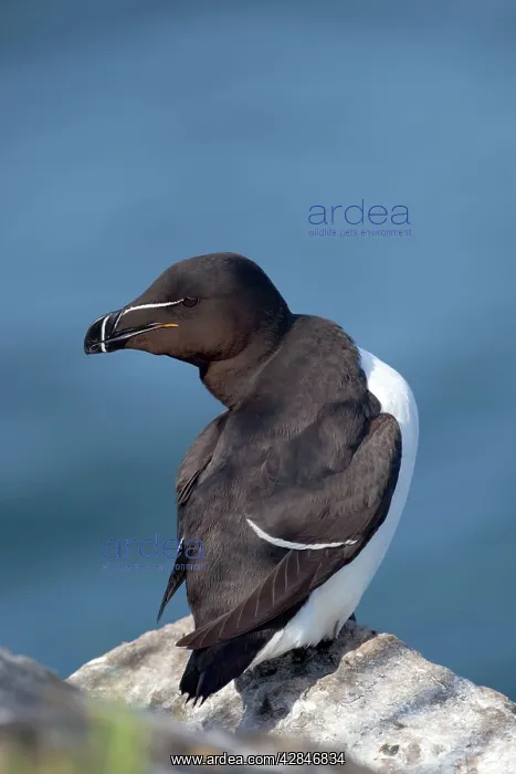 : Razorbill - on a rock : Razorbill - on a rock