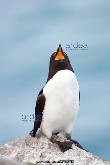 : Razorbill - on a rock gaping - with mouth wide open : Razorbill - on a rock gaping - with mouth wide open