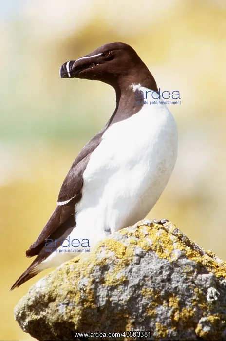 : RAZORBILL - on rock, head twisted round : RAZORBILL - on rock, head twisted round