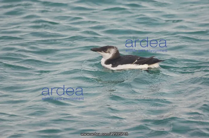 : Razorbill - at sea in 1st winter : Razorbill - at sea in 1st winter