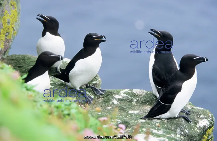 : RAZORBILL - On sea cliffs : RAZORBILL - On sea cliffs