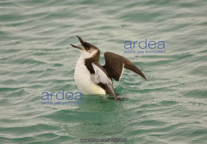 : Razorbill - at sea in winter : Razorbill - at sea in winter