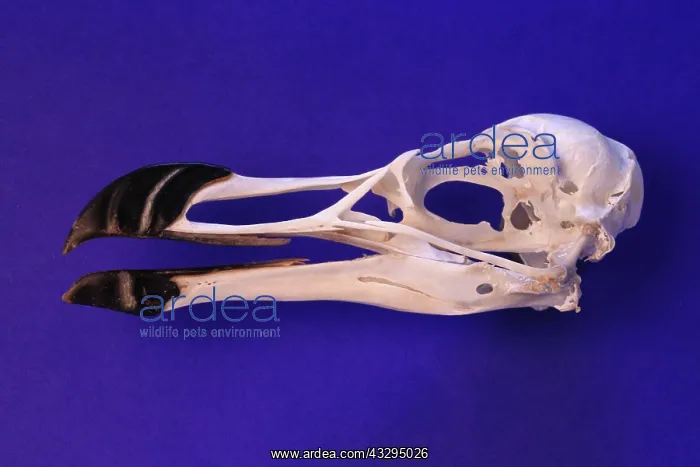  : Razorbill Skull