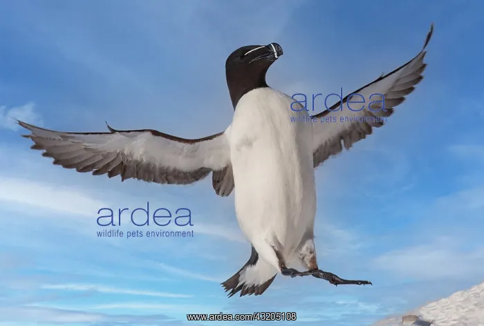 : Razorbill or Torda penguin (Alca torda), in flight : Razorbill or Torda penguin (Alca torda), in flight