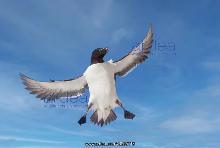 : Razorbill or Torda penguin (Alca torda), in flight : Razorbill or Torda penguin (Alca torda), in flight