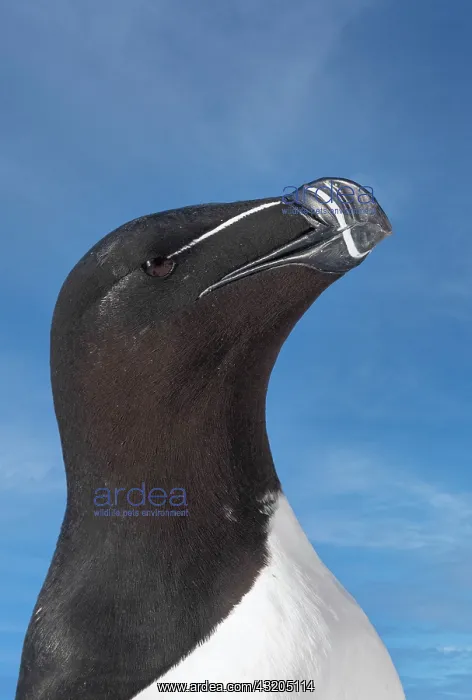 : Razorbill or Torda penguin (Alca torda), portrait : Razorbill or Torda penguin (Alca torda), portrait