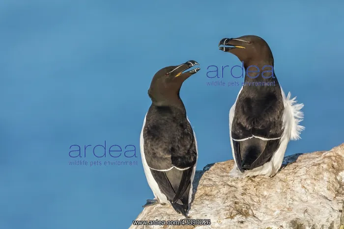 : Razorbill - UK : Razorbill - UK