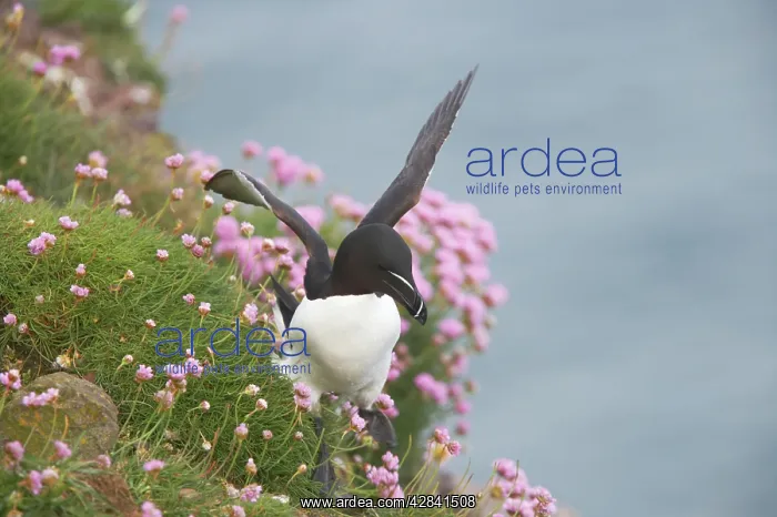 : Razorbill - walking along cliff edge using wings to balance : Razorbill - walking along cliff edge using wings to balance
