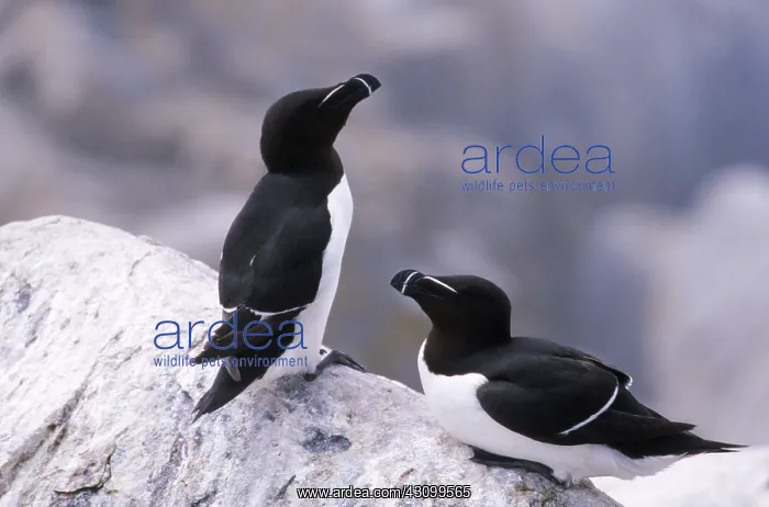 : Razorbills : Razorbills