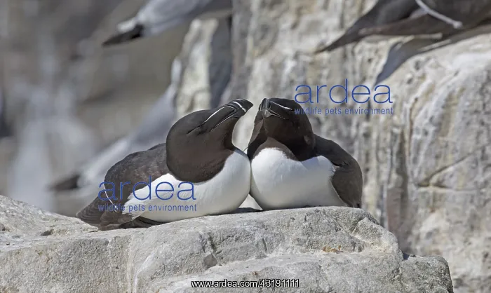 : Two Razorbills Alca torda on rock outcrops Staple : Two Razorbills Alca torda on rock outcrops Staple