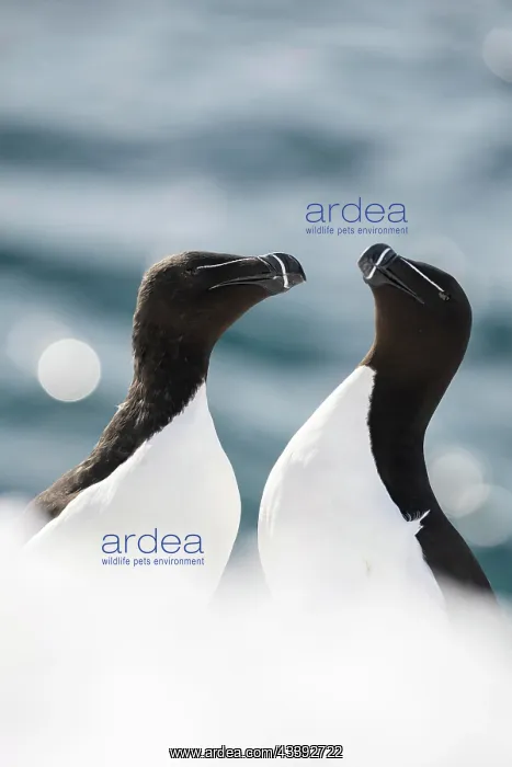 : Two razorbills (Alca torda) in the snow, Hornoya : Two razorbills (Alca torda) in the snow, Hornoya