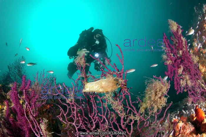 : Reabreather diver approaching a red seafan, Paramuricea clav : Reabreather diver approaching a red seafan, Paramuricea clav