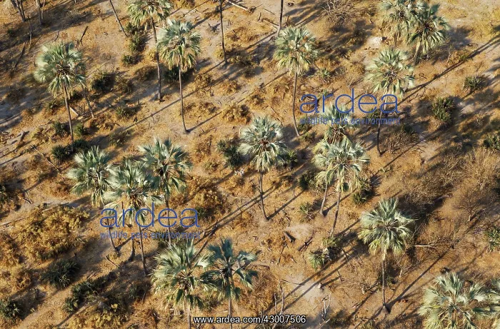 : Real Fan Palm / Makalani Palm aerial view : Real Fan Palm / Makalani Palm aerial view