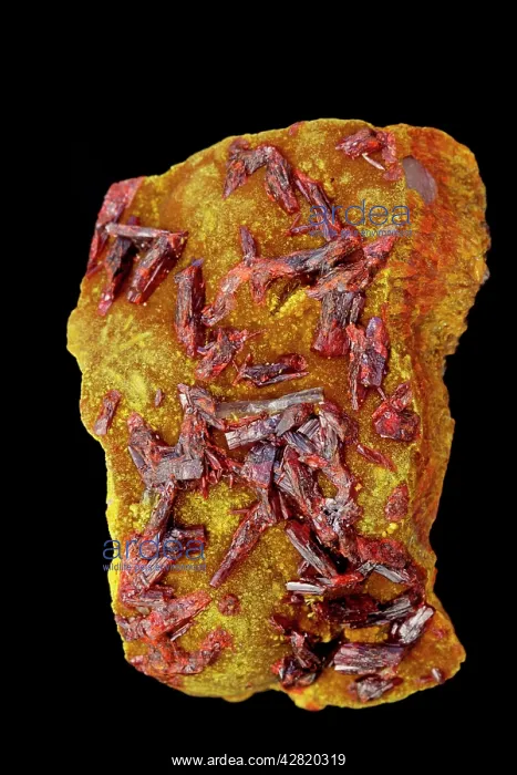 : Realgar AsS - Arsenic sulfide (red) on orpiment : Realgar AsS - Arsenic sulfide (red) on orpiment