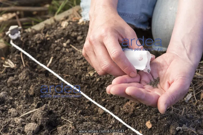 : Realization of seeds of Carrots de Colmar red heart : Realization of seeds of Carrots de Colmar red heart