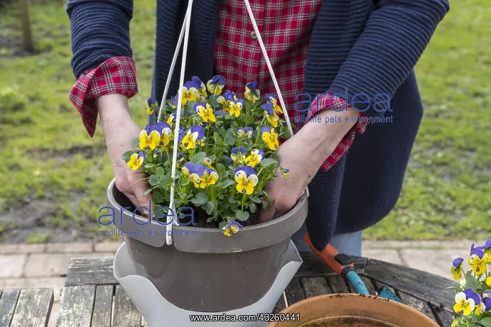: Realization of a suspension of Horned Pansy (Viola : Realization of a suspension of Horned Pansy (Viola