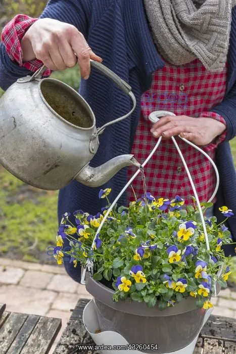 : Realization of a suspension of Horned Pansy (Viola : Realization of a suspension of Horned Pansy (Viola