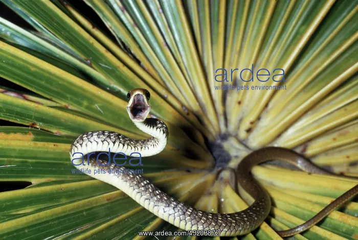 : REAR FANG SNAKE - mouth open : REAR FANG SNAKE - mouth open