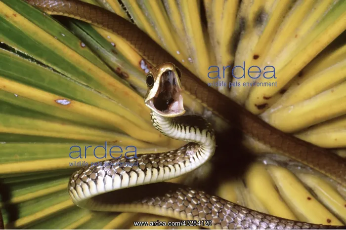 : REAR FANG SNAKE - mouth open, showing fangs : REAR FANG SNAKE - mouth open, showing fangs