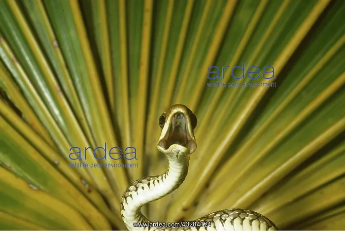 : REAR FANG SNAKE - mouth open, showing fangs : REAR FANG SNAKE - mouth open, showing fangs