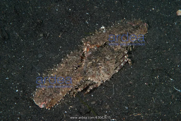 : Rear-spined Elbow Crab : Rear-spined Elbow Crab