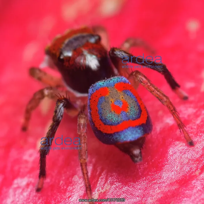 : rear view of a male Maratus splendens Peacock spider : rear view of a male Maratus splendens Peacock spider